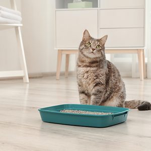 知っておくべき！猫の食欲がない原因と対処方法を紹介