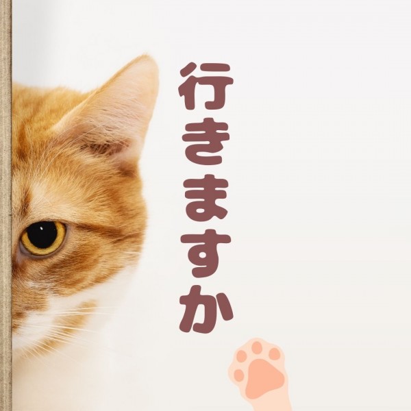 猫ちゃん☆春の健康診断のお知らせ